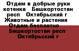 Отдам в добрые руки котенка - Башкортостан респ., Октябрьский г. Животные и растения » Отдам бесплатно   . Башкортостан респ.,Октябрьский г.